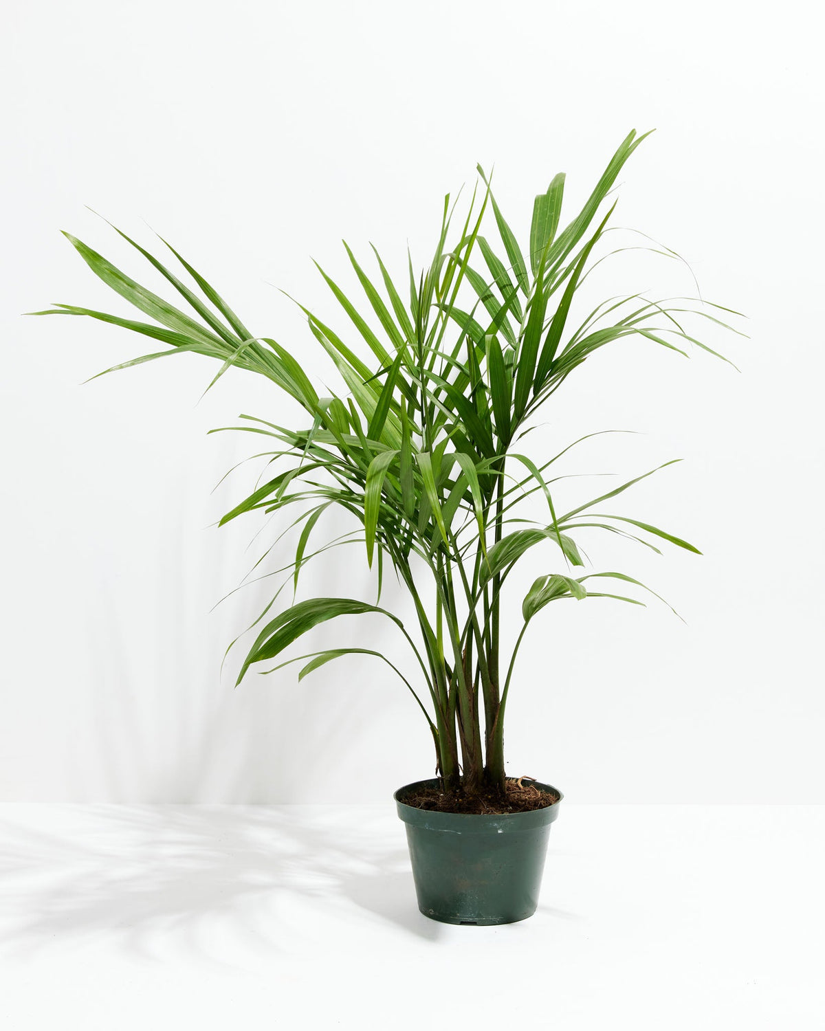 Areca Palm Indoor Tree