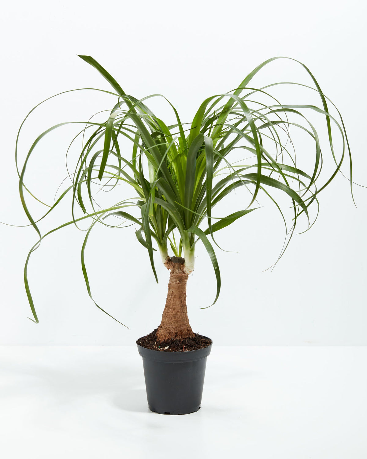 Ponytail Palm Tree