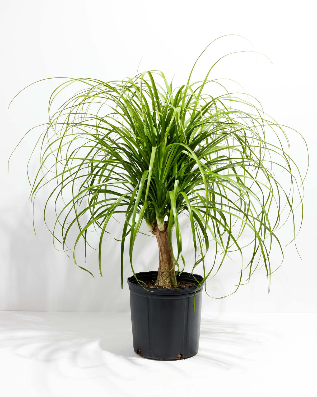 Ponytail Palm Tree