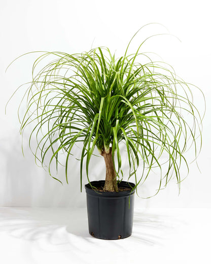 Ponytail Palm Tree