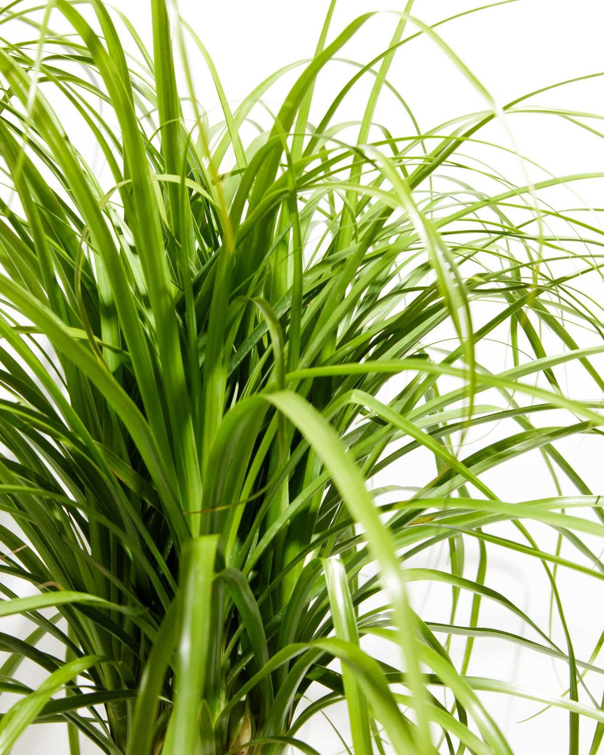 Ponytail Palm Tree
