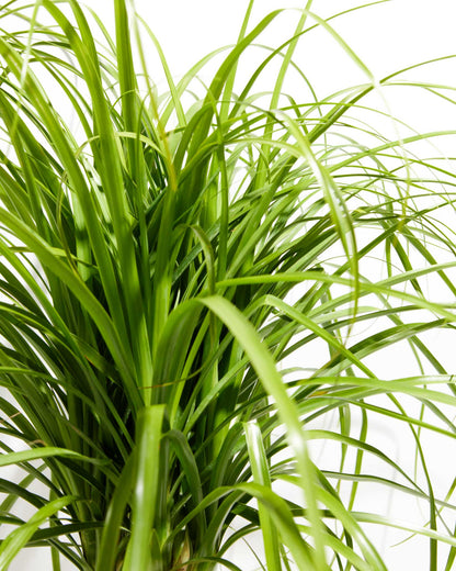 Ponytail Palm Tree