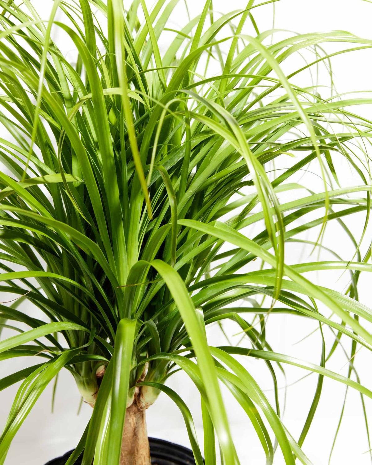Ponytail Palm Tree