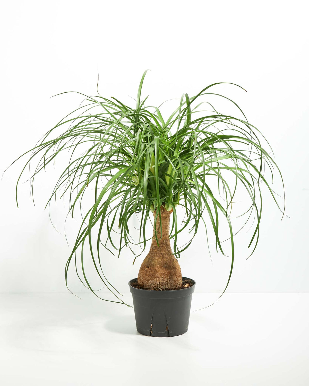 Ponytail Palm Tree