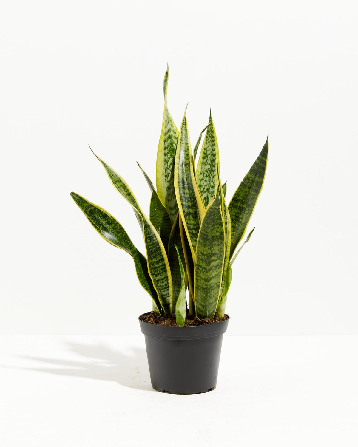 Variegated Sansevieria Laurentii (Snake Plant)