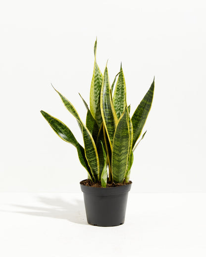 Variegated Sansevieria Laurentii (Snake Plant)