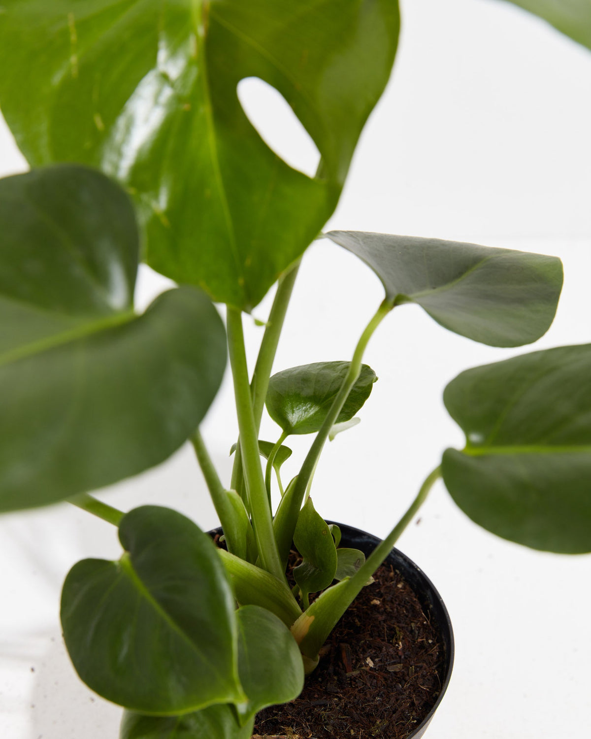 Monstera Deliciosa (Split Leaf Philodendron)