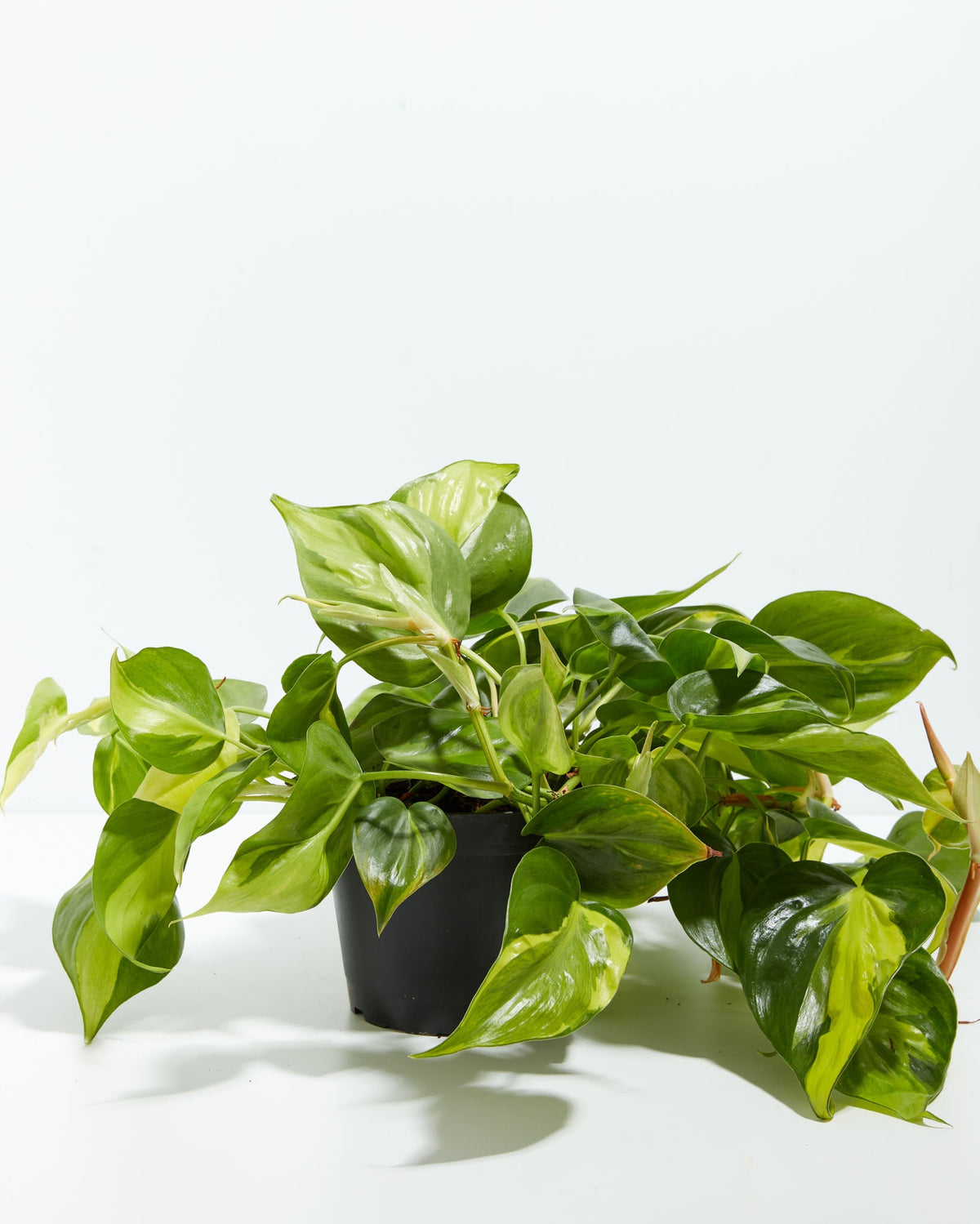 Philodendron Brasil