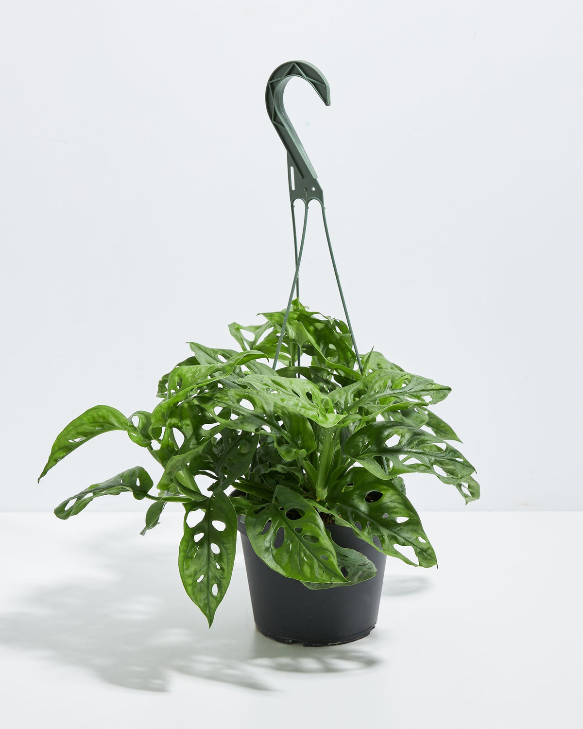 Swiss Cheese Plant
