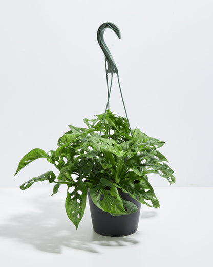 Swiss Cheese Plant
