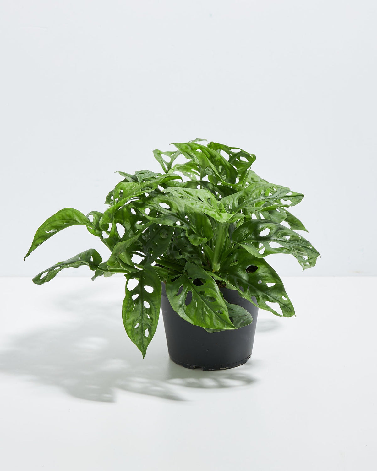 Swiss Cheese Plant