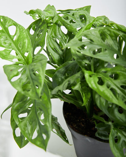Swiss Cheese Plant