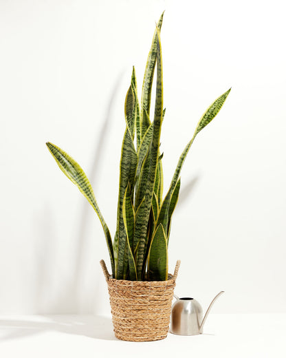 Variegated Sansevieria Laurentii (Snake Plant)