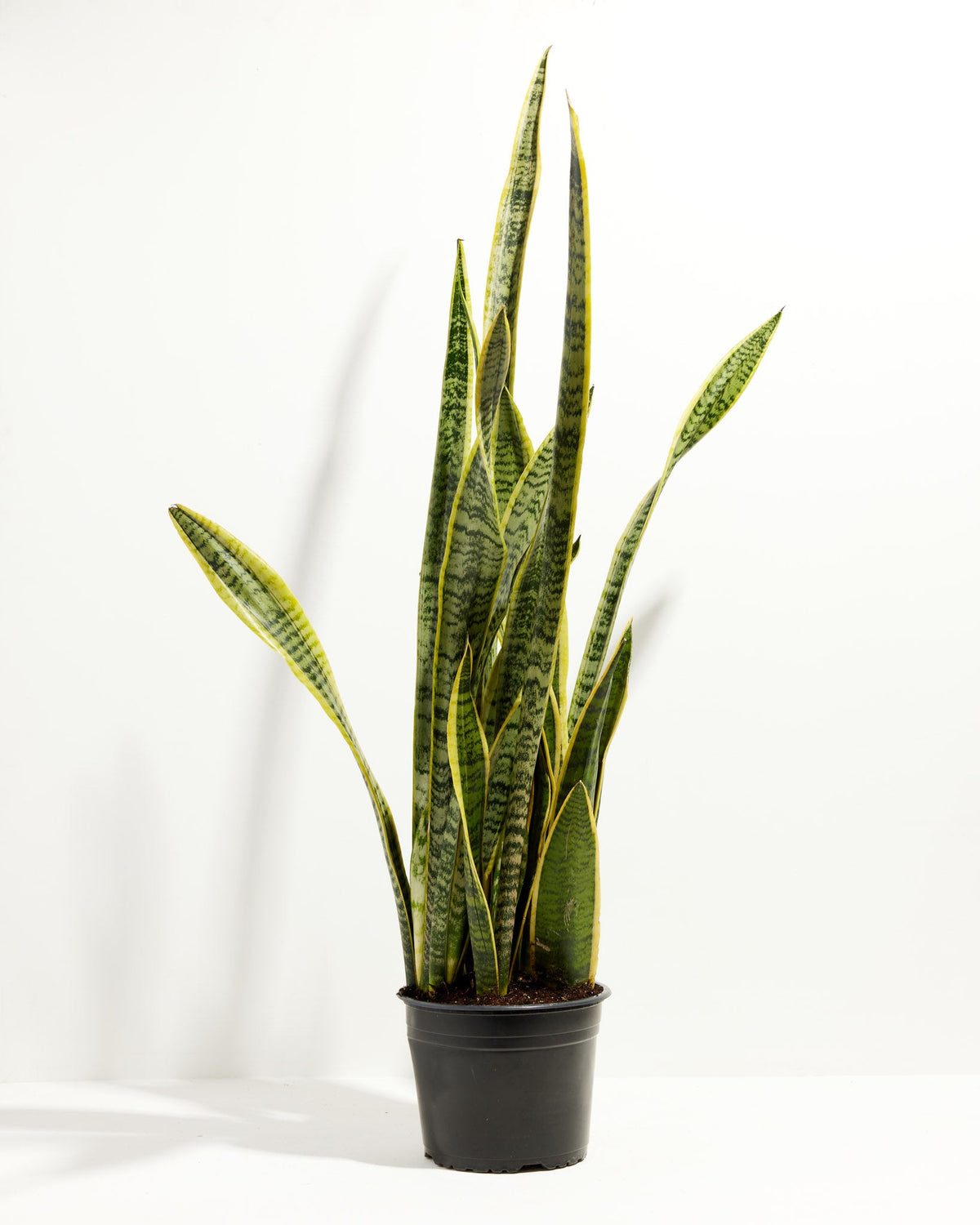 Variegated Sansevieria Laurentii (Snake Plant)