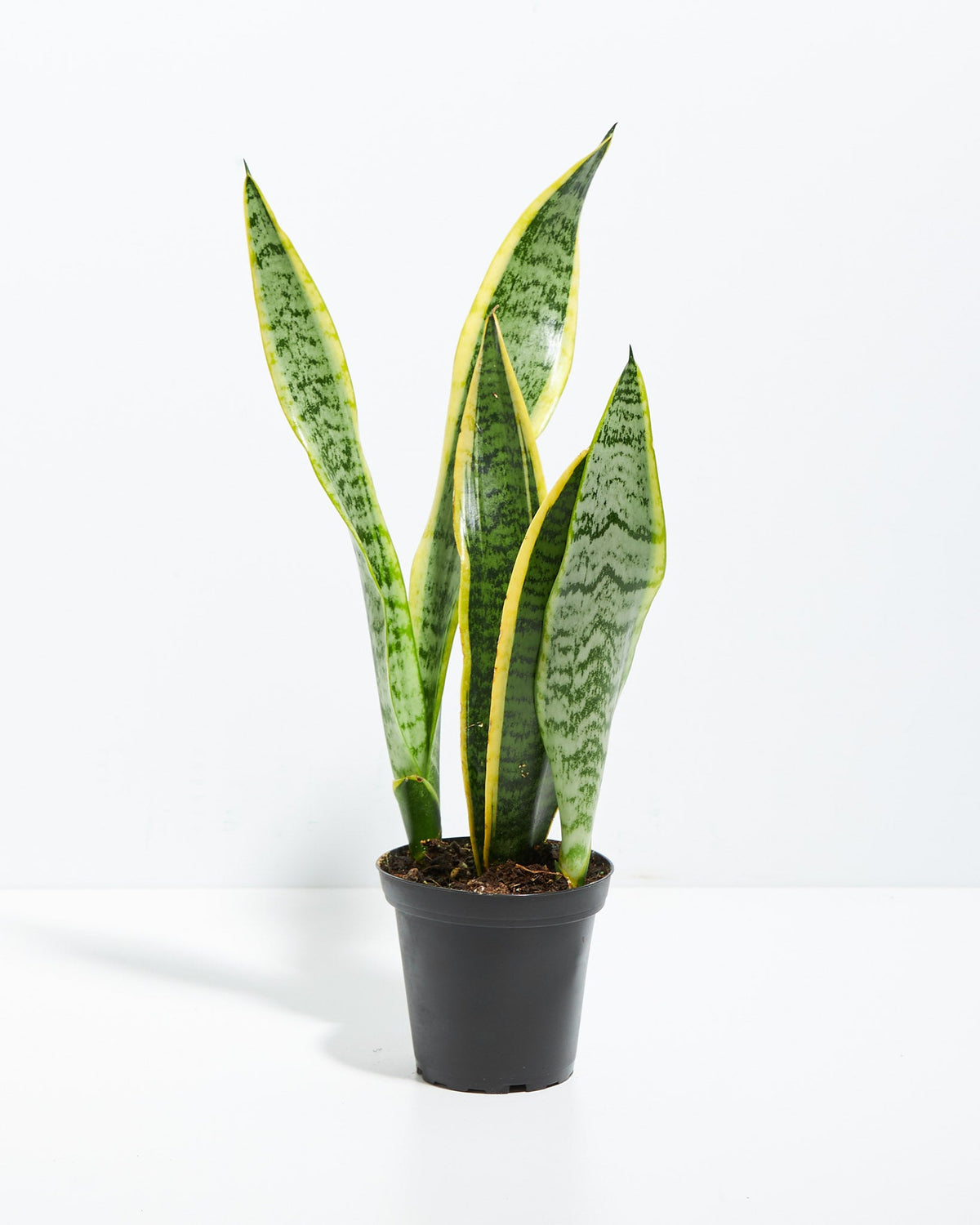 Variegated Sansevieria Laurentii (Snake Plant)