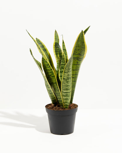 Variegated Sansevieria Laurentii (Snake Plant)