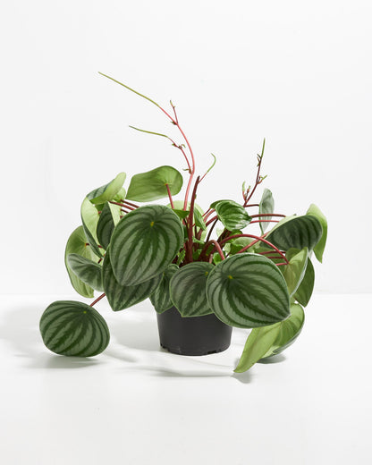 Watermelon Peperomia