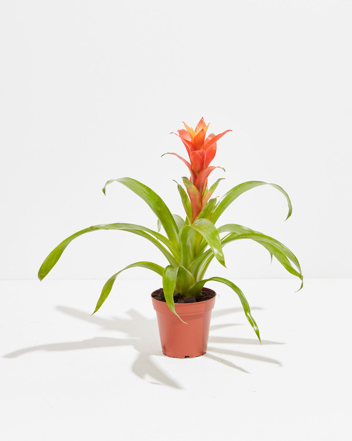 Bromeliad Guzmania