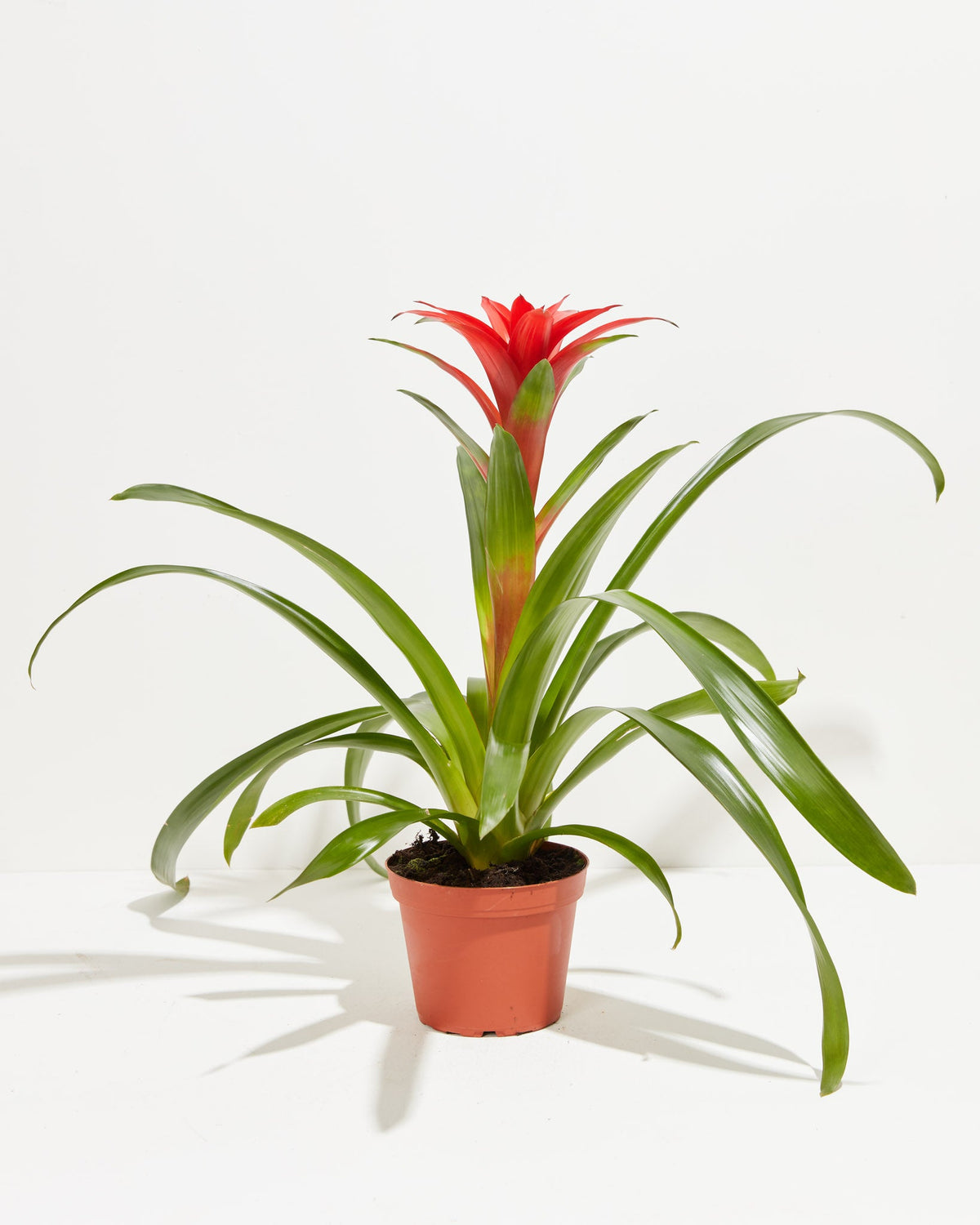 Bromeliad Guzmania