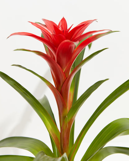 Bromeliad Guzmania