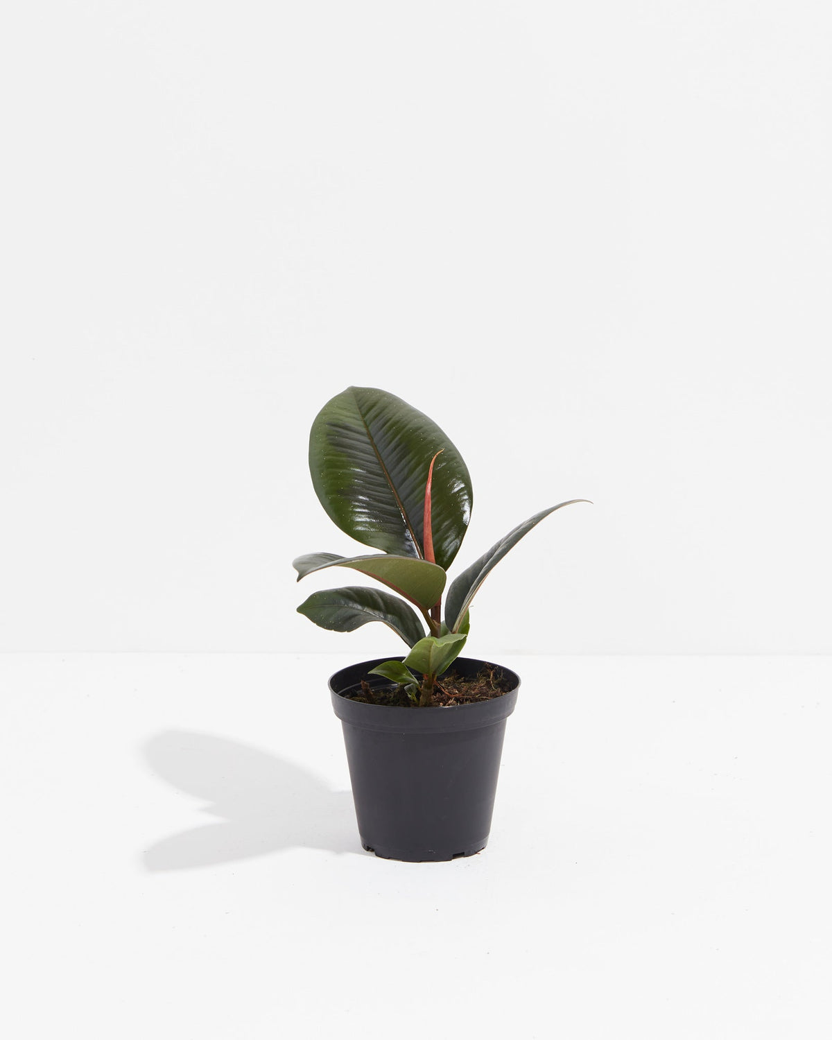 Ficus Elastica - Burgundy Rubber Tree
