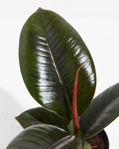 Ficus Elastica - Burgundy Rubber Tree