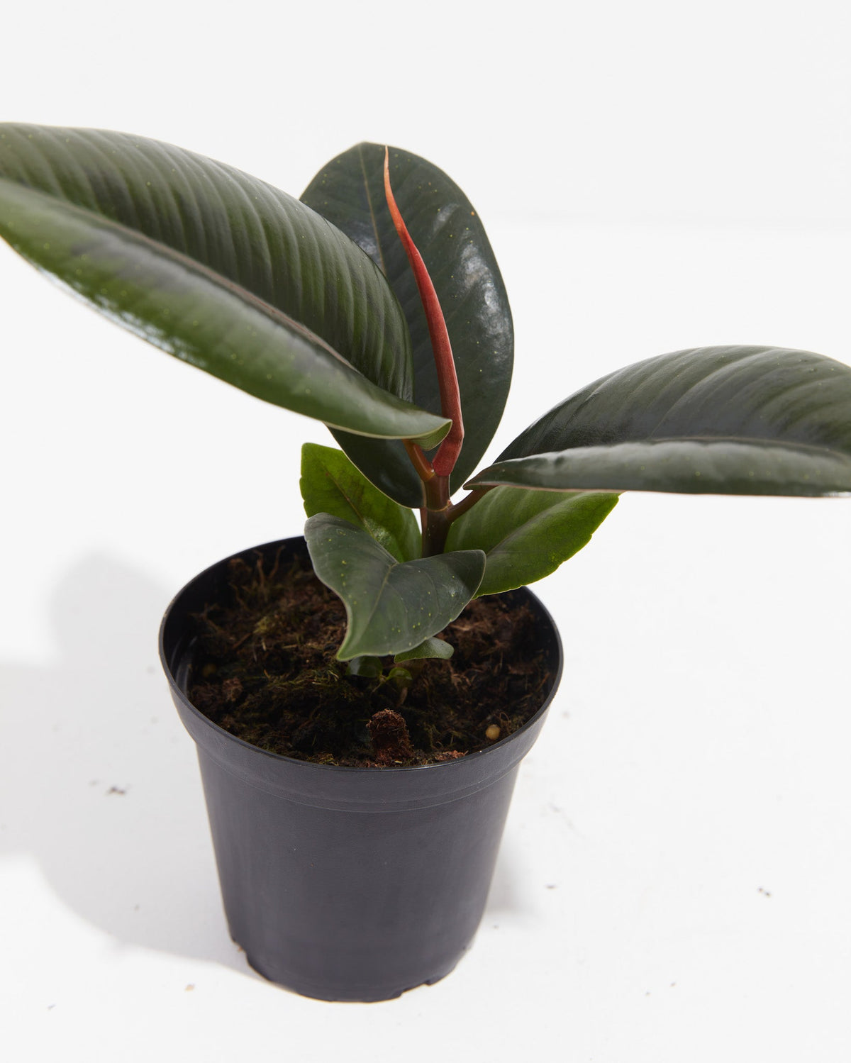 Ficus Elastica - Burgundy Rubber Tree