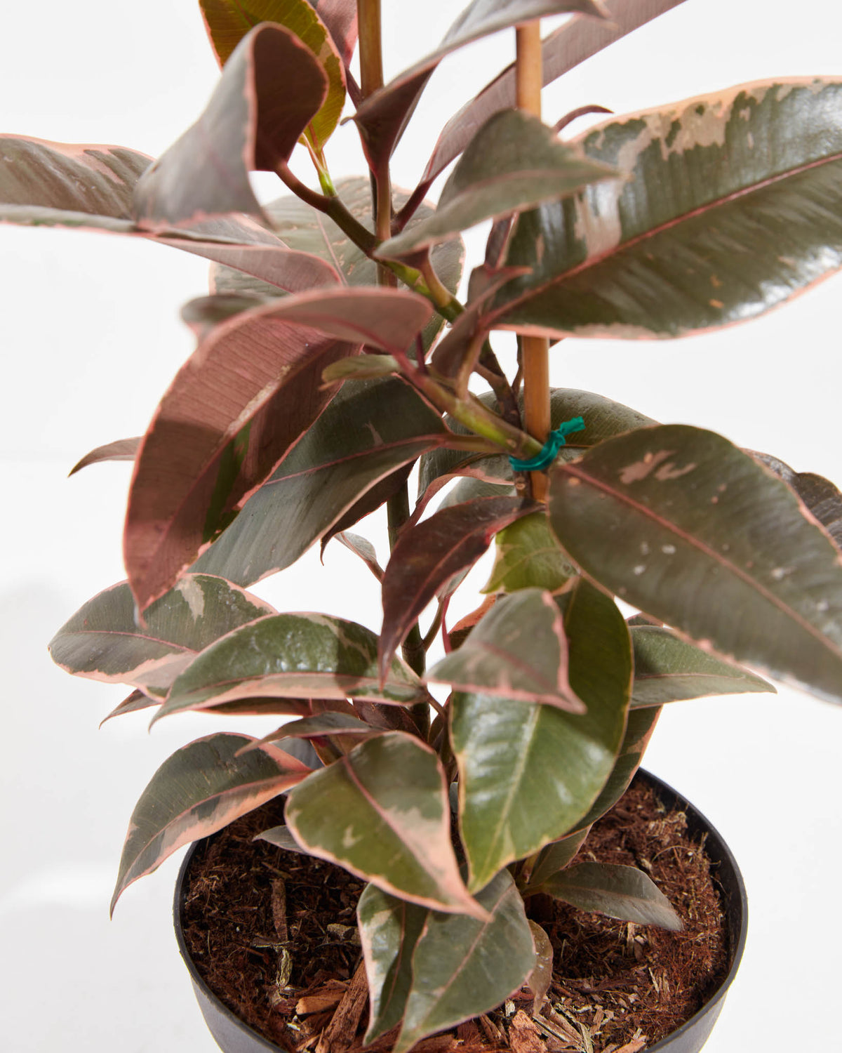 Ruby Rubber Tree Plant