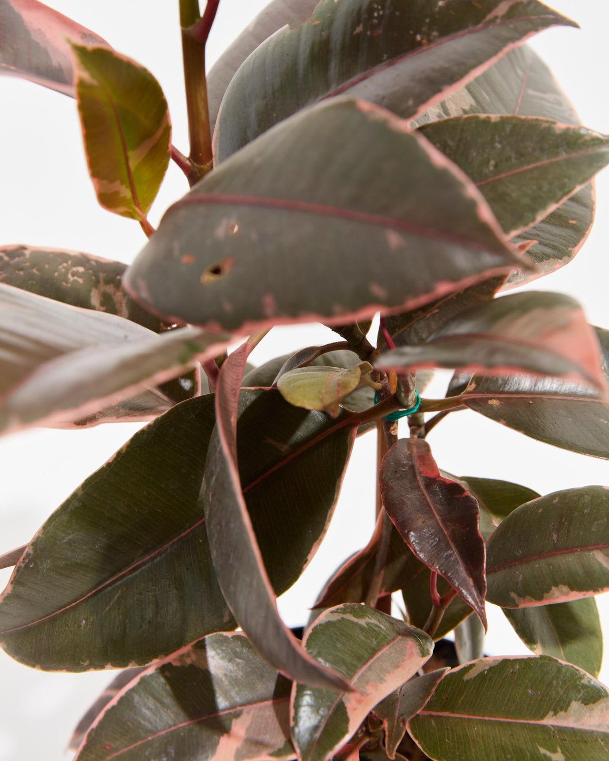 Ruby Rubber Tree Plant