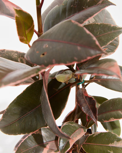 Ruby Rubber Tree Plant