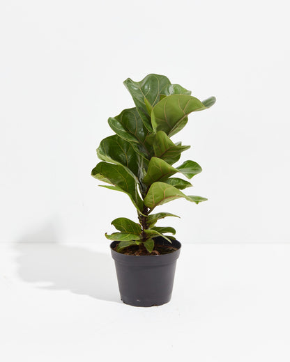 Fiddle Leaf Fig Tree (Ficus lyrata)