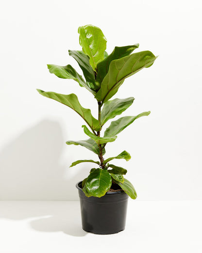 Fiddle Leaf Fig Tree (Ficus lyrata)