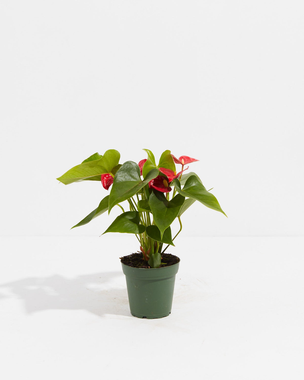 Flamingo Flower