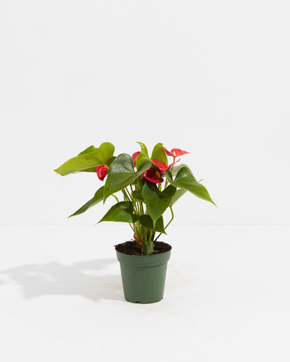 Flamingo Flower
