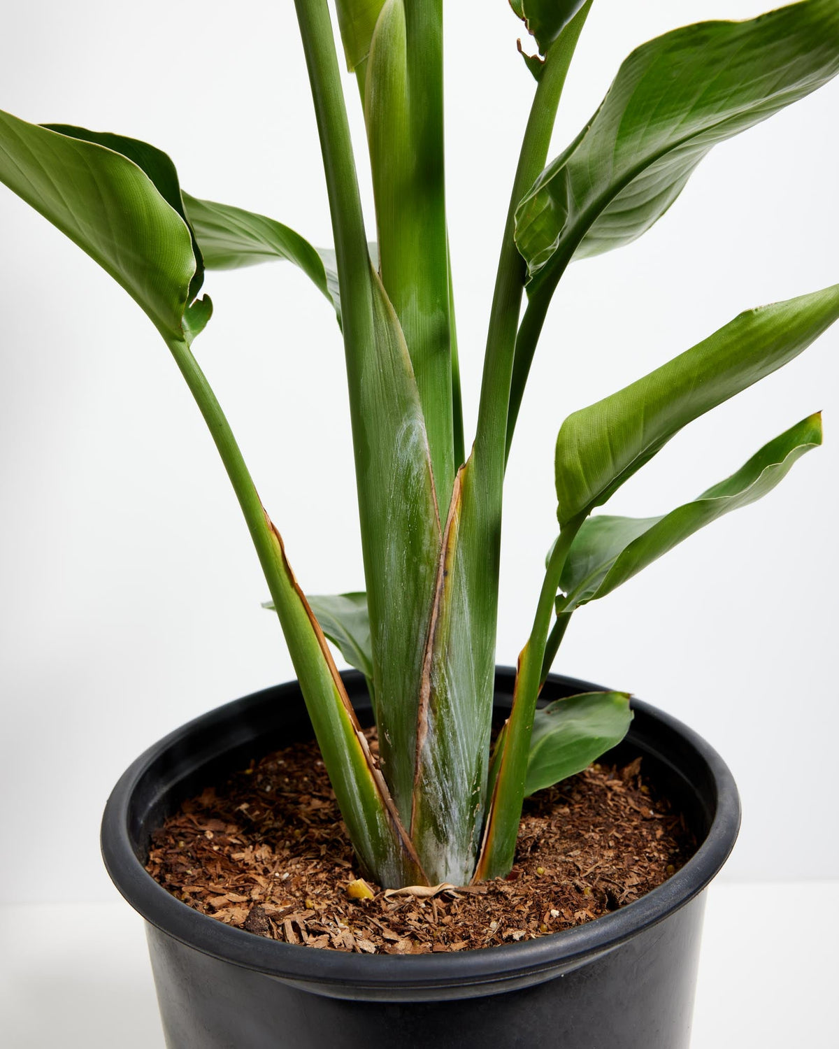 Giant Bird of Paradise