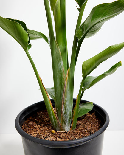 Giant Bird of Paradise