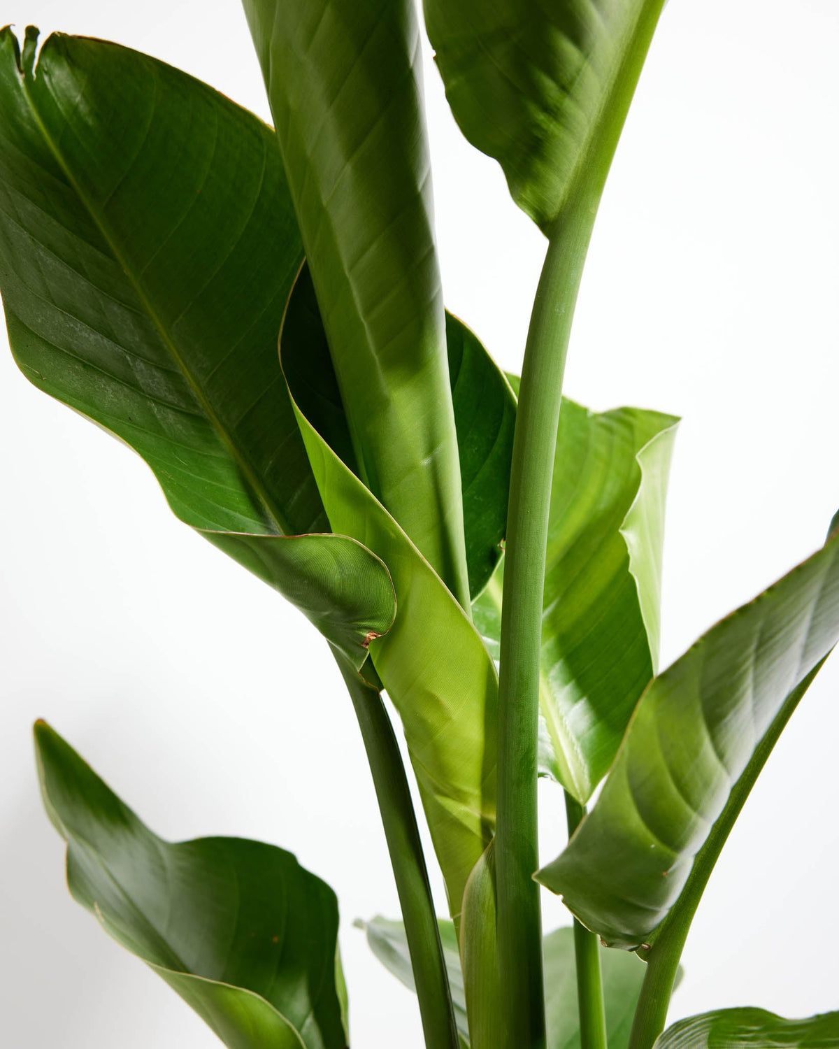 Giant Bird of Paradise