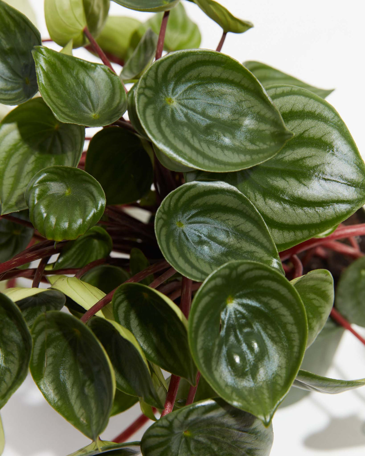 Watermelon Peperomia