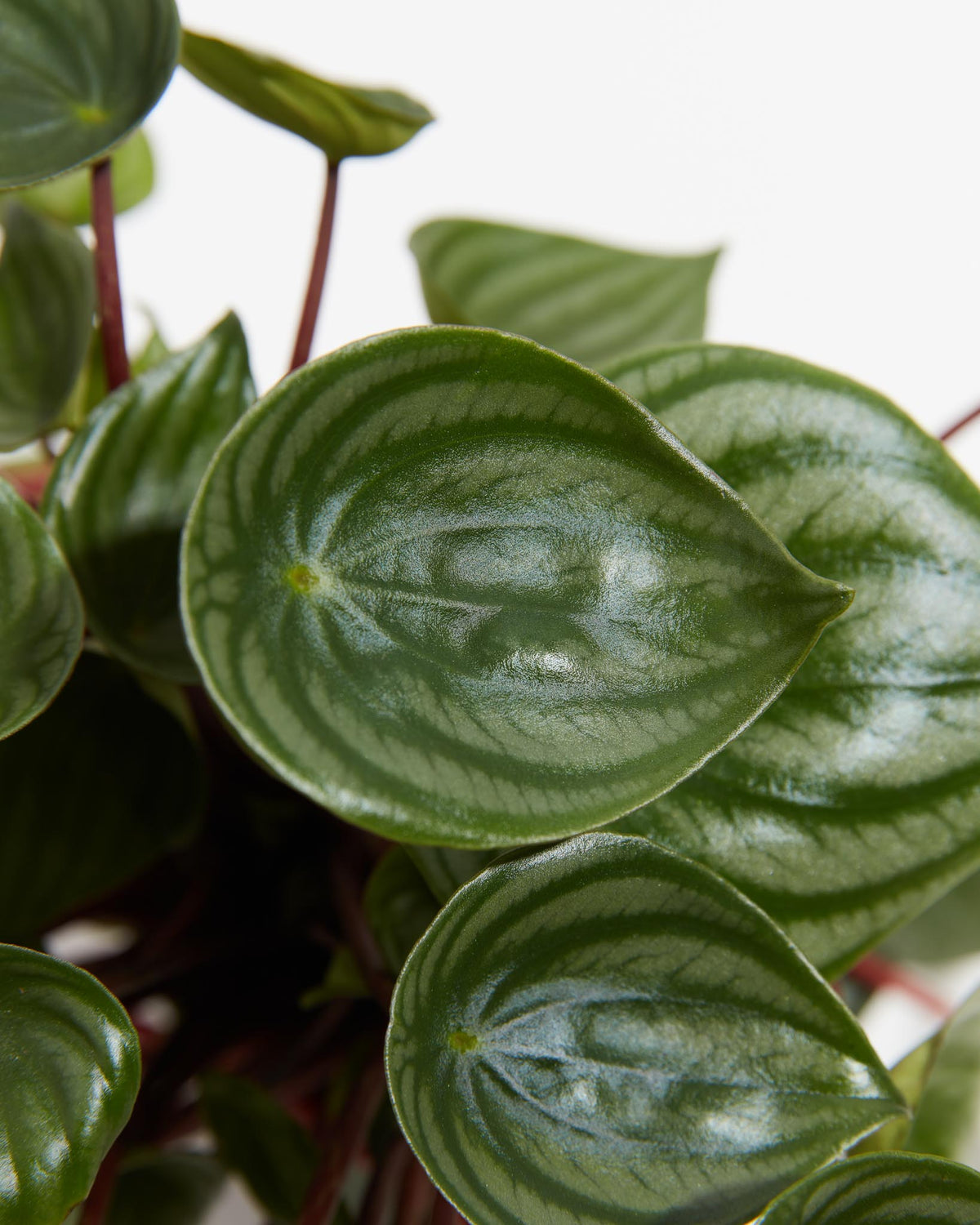 Watermelon Peperomia