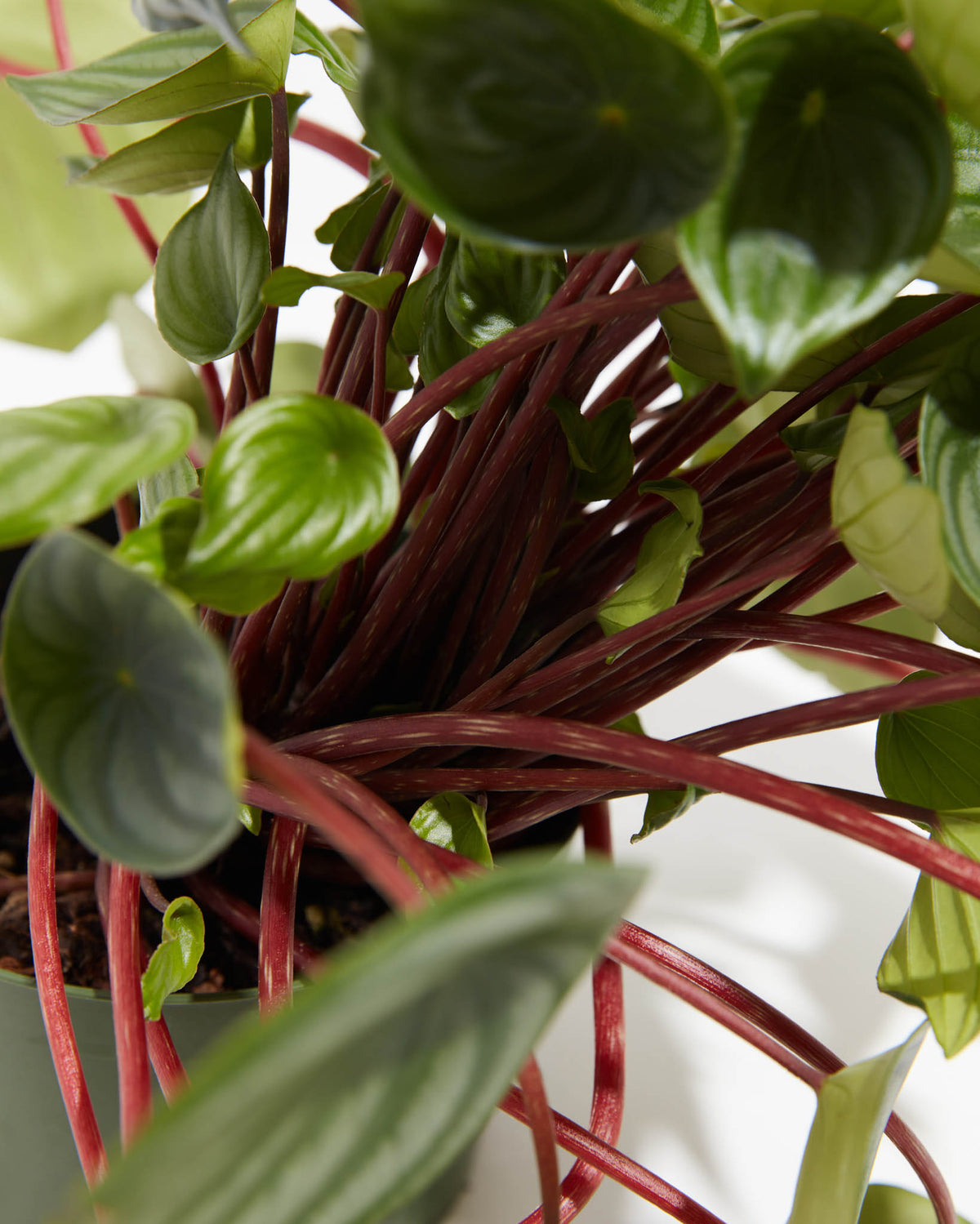 Watermelon Peperomia