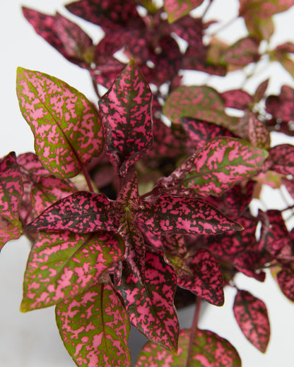 Pink Polka Dot Plant