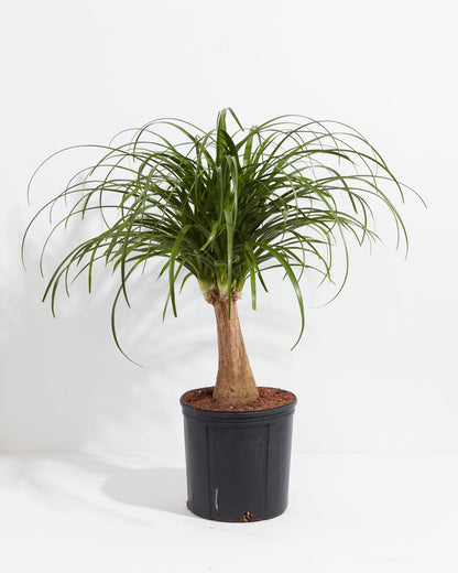 Ponytail Palm Tree