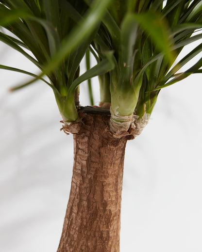 Ponytail Palm Tree