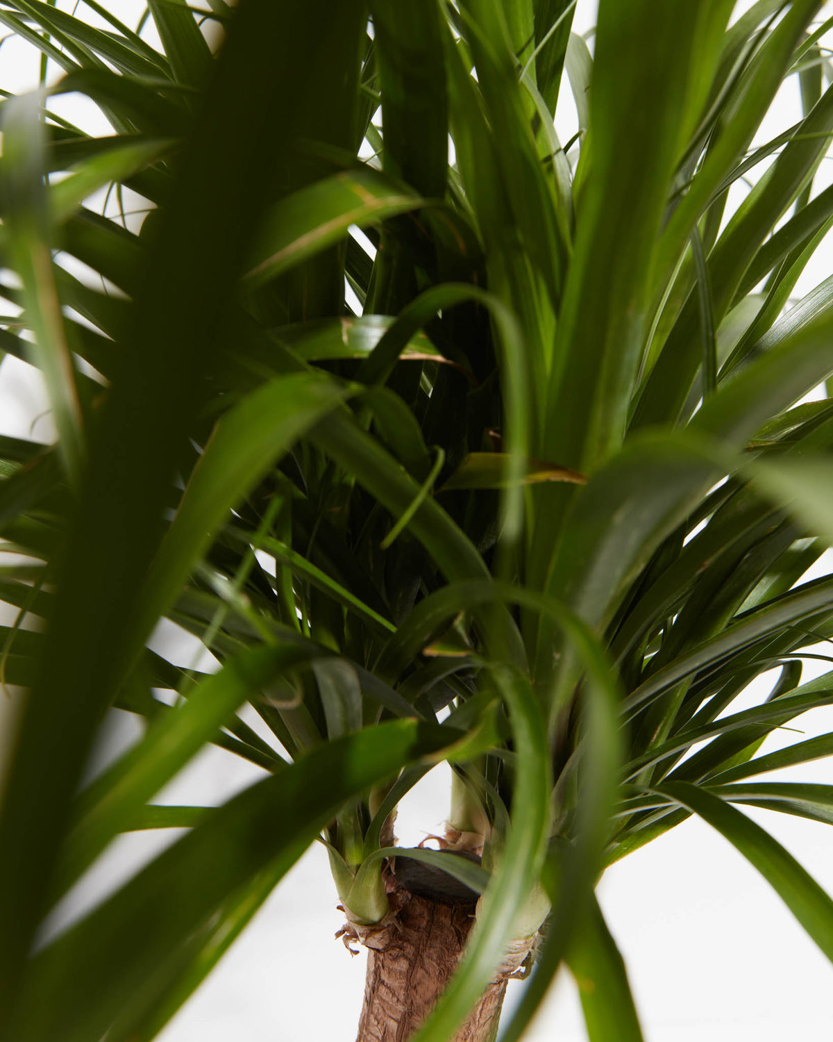 Ponytail Palm Tree