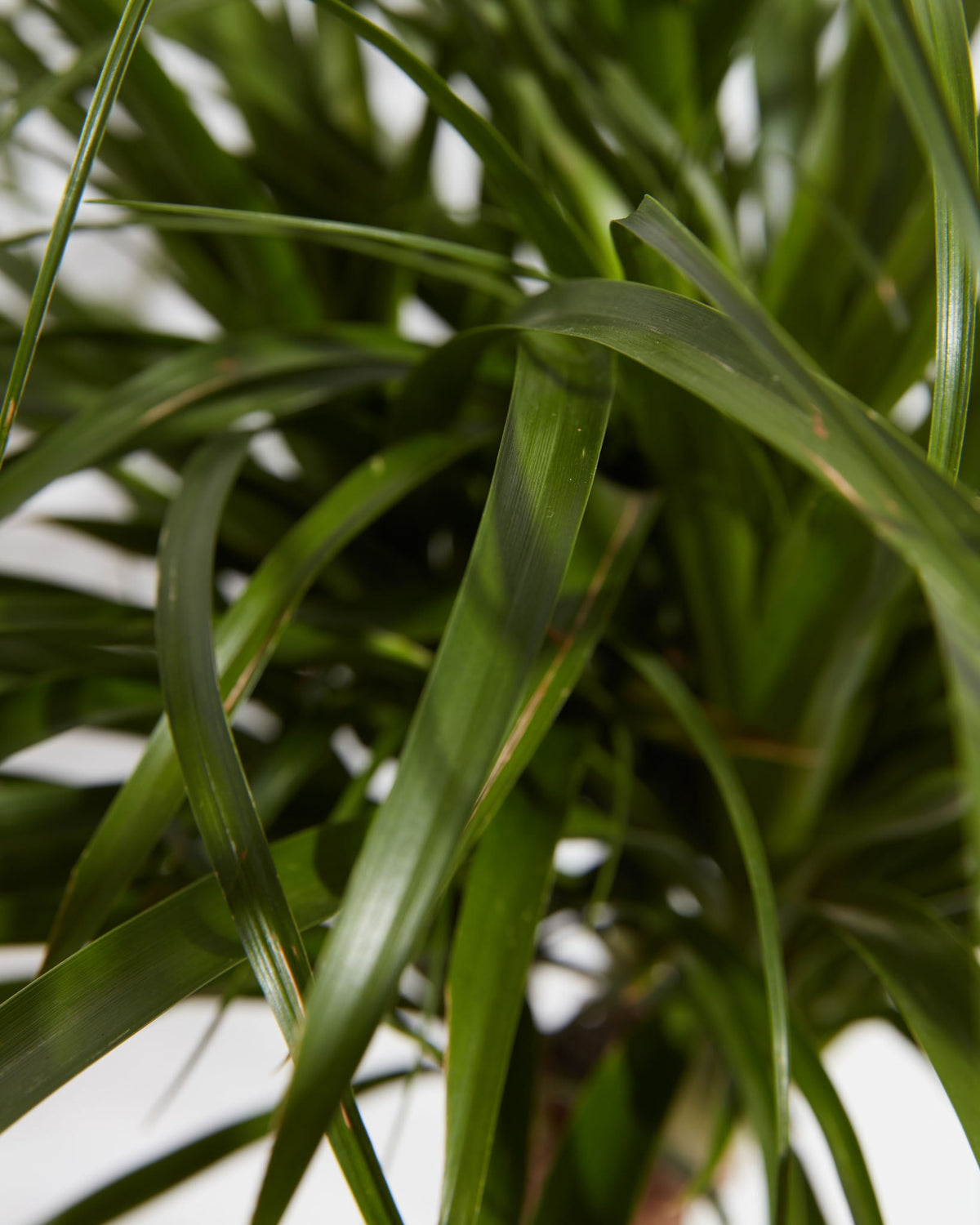Ponytail Palm Tree