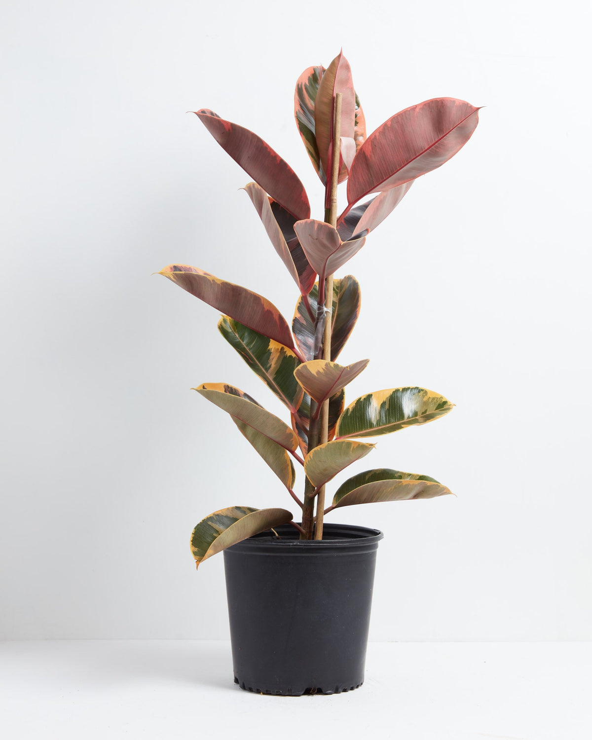 Ruby Rubber Tree Plant