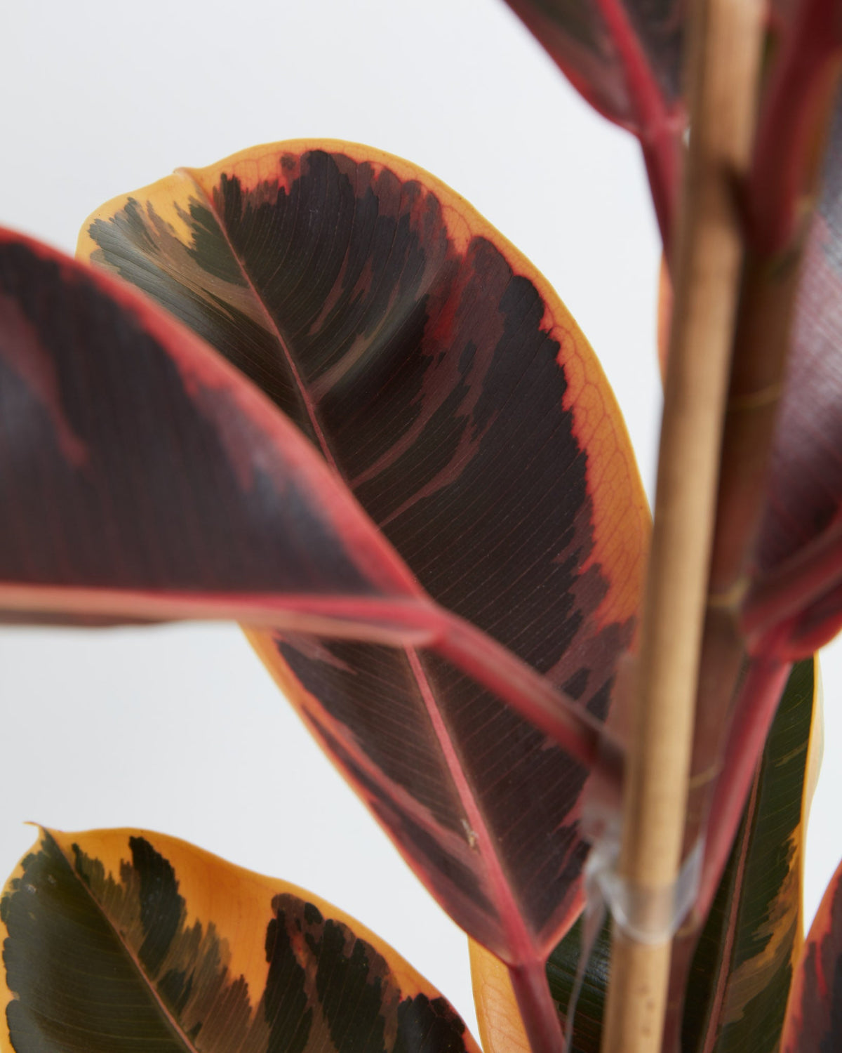 Ruby Rubber Tree Plant