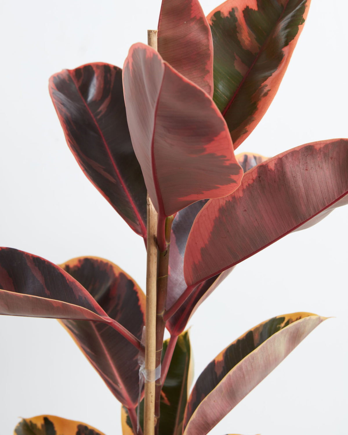 Ruby Rubber Tree Plant
