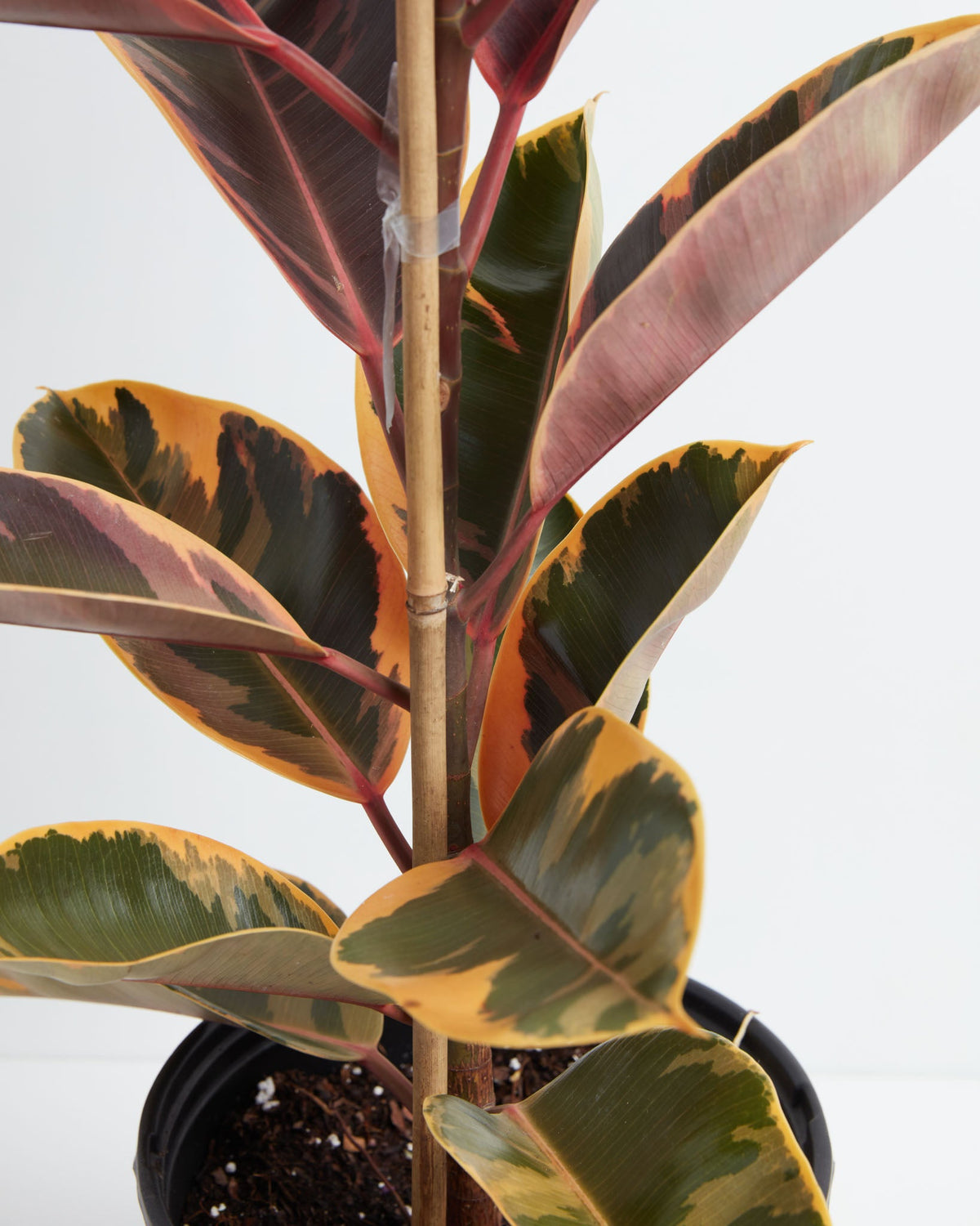 Ruby Rubber Tree Plant
