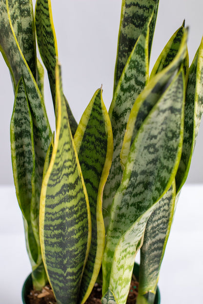 Variegated Sansevieria Laurentii (Snake Plant)